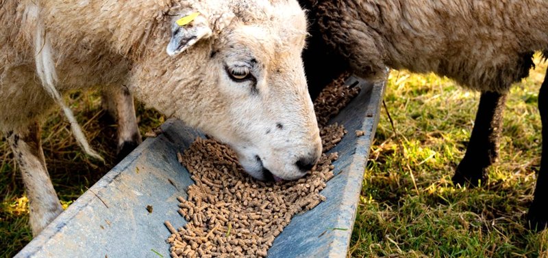 Exploring Different Types of RICHI Goat Feed Making Machines